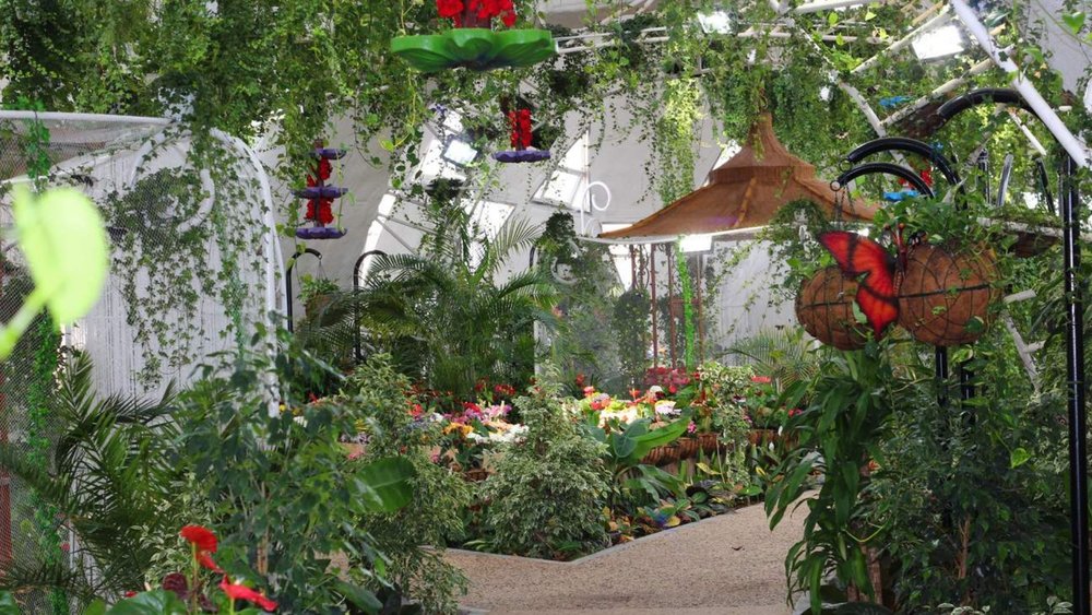 Need to cool down from the heat? Take a break with the butterflies!