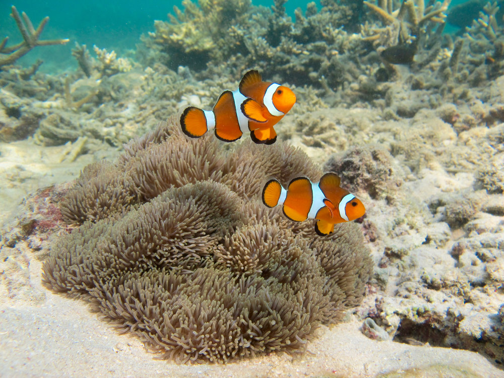MY BM pulau mamutik manukan Island kota kinabalu kk sabah
