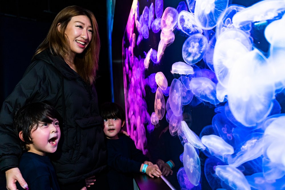 水母 浩海立方 探游館
