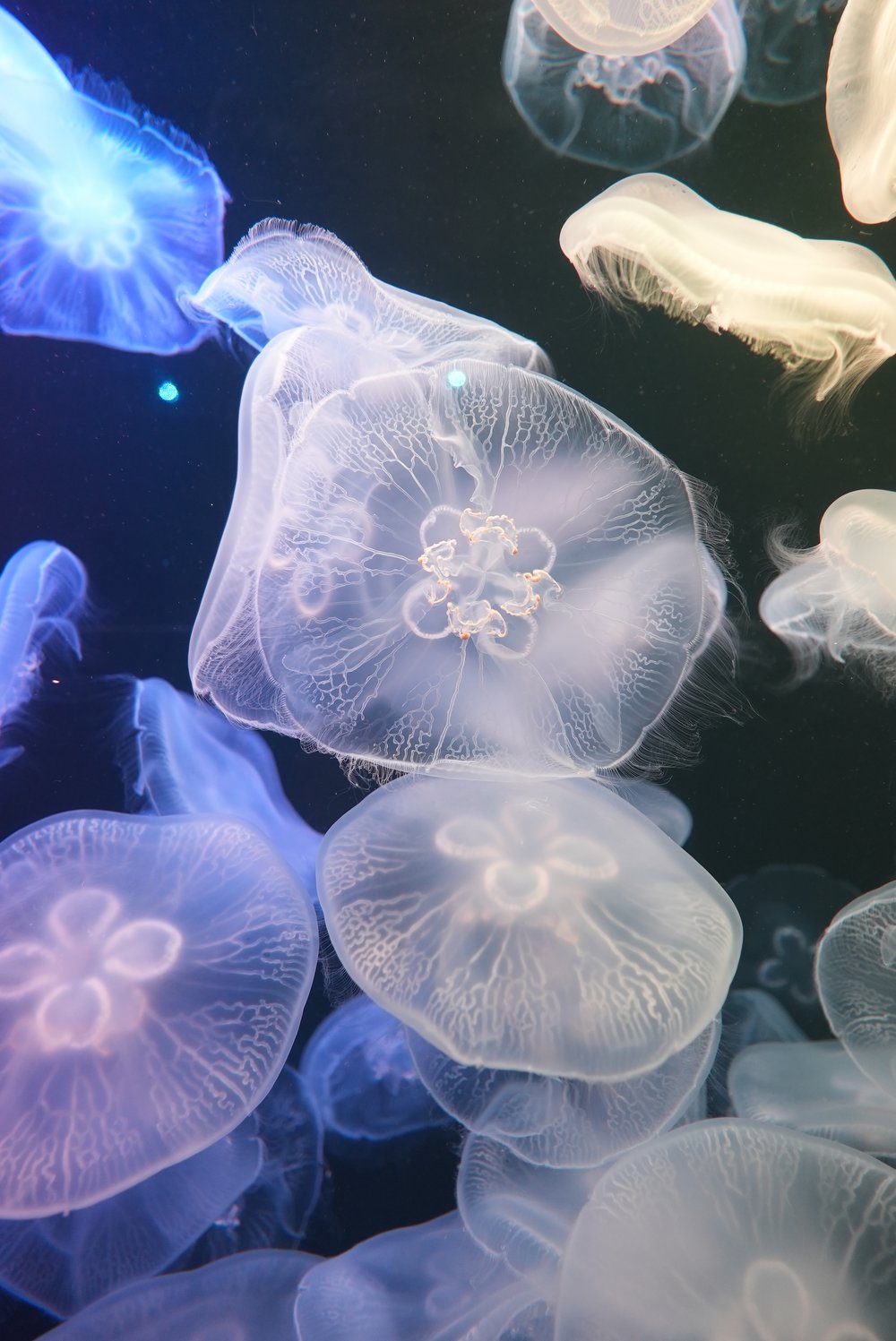 水母 浩海立方 探游館 水母 光影投射 彩色