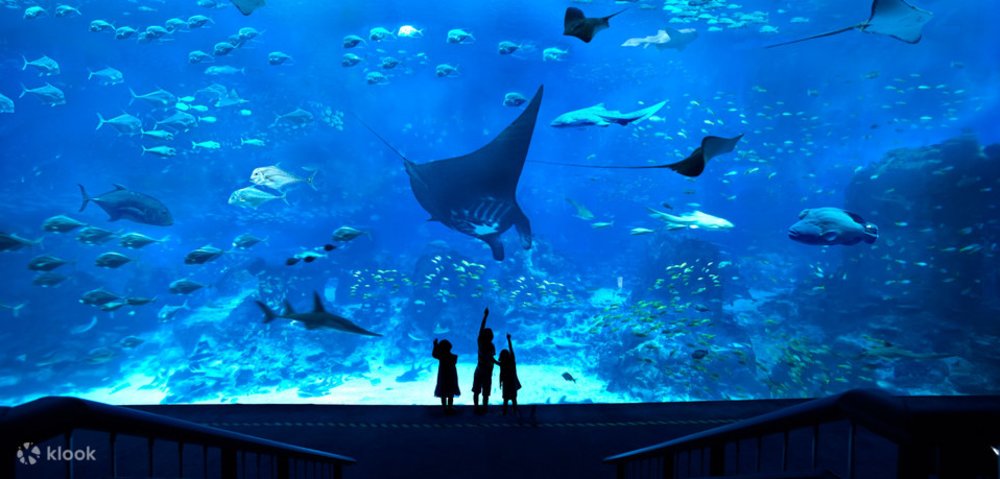 บัตรเข้าชมพิพิธภัณฑ์สัตว์น้ำ ซี อควาเรียม (S.E.A. Aquarium) ในเซ็นโตซ่า