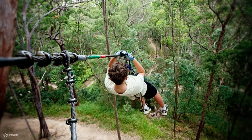 tamborine mountain treetop challenge