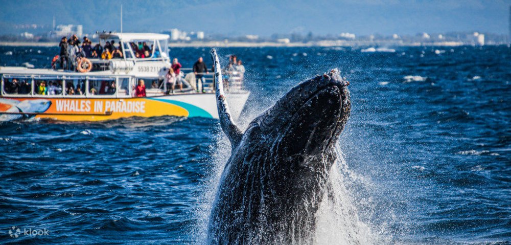 gold coast whale watching tour