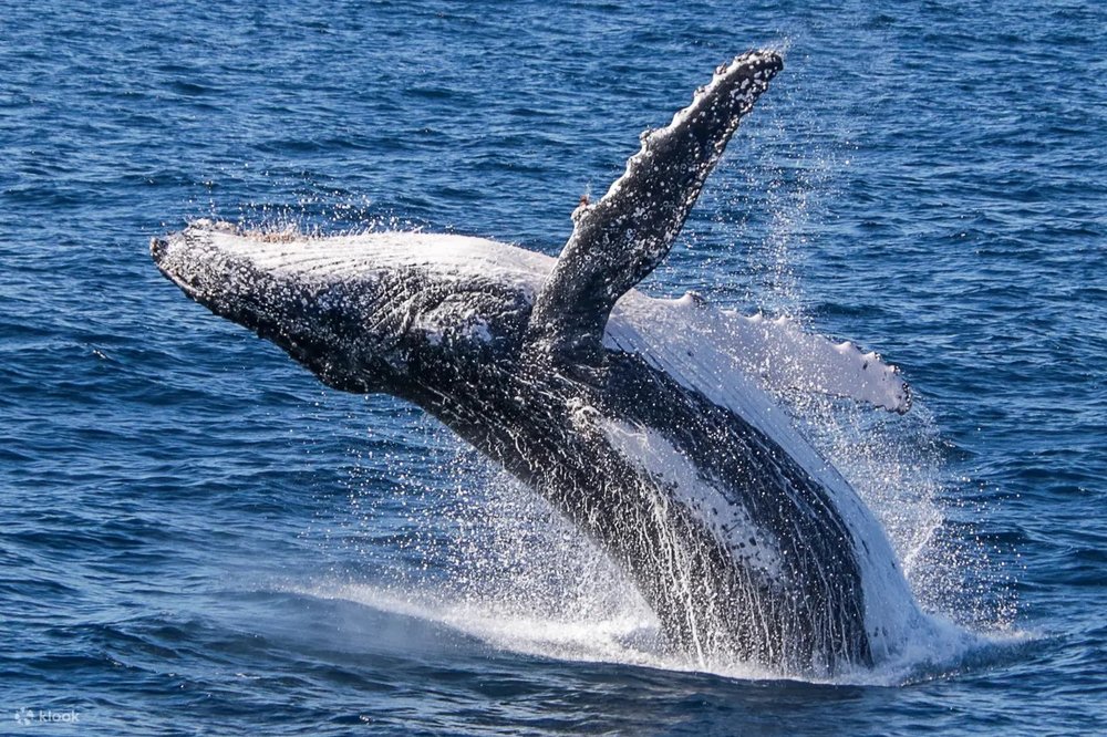 gold coast whale watching