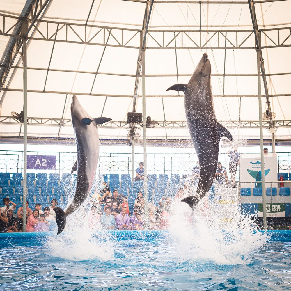 Dolphin doing tricks 