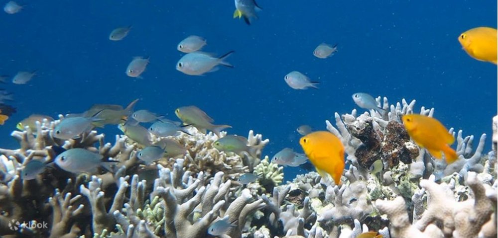 Colorful fishes and caral reefs