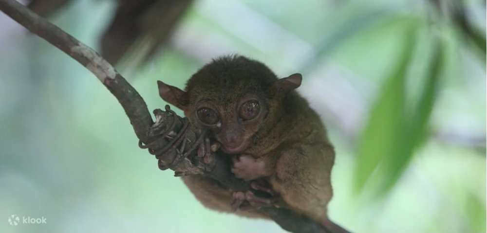 Tarsier in a branch
