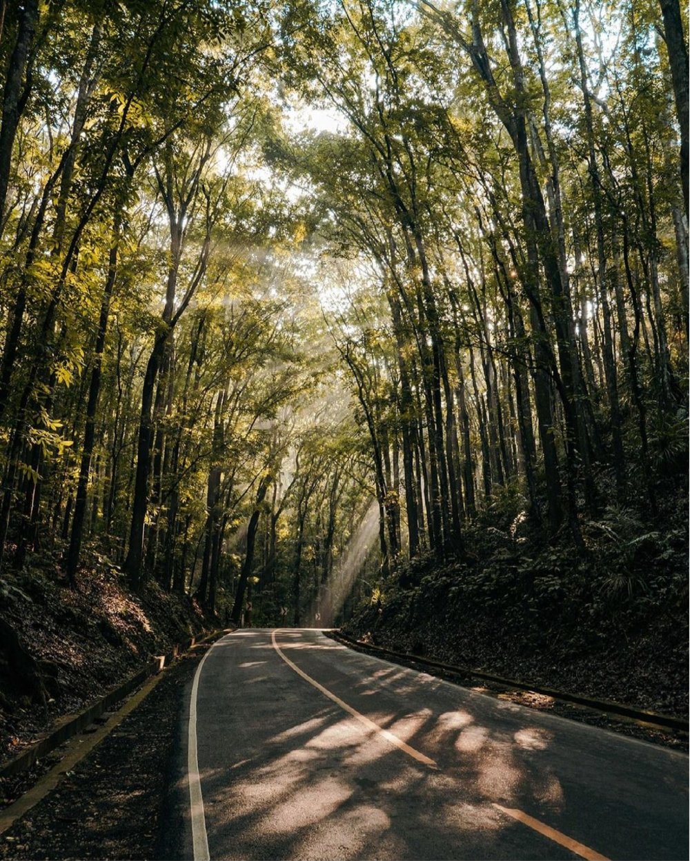 Ray of sun in a forest