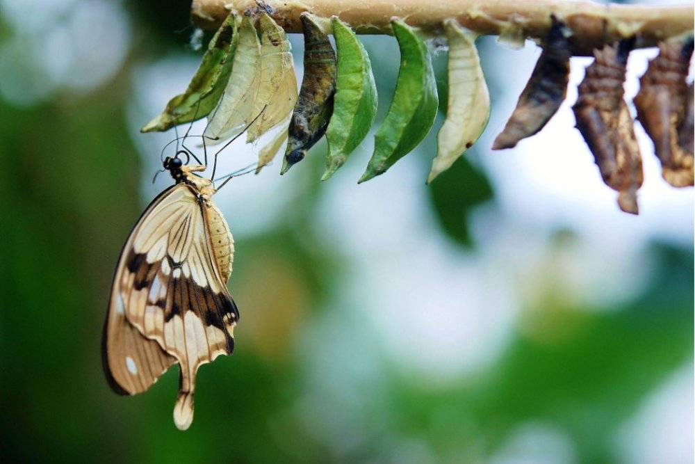 Butterfly and cocoon in a branch