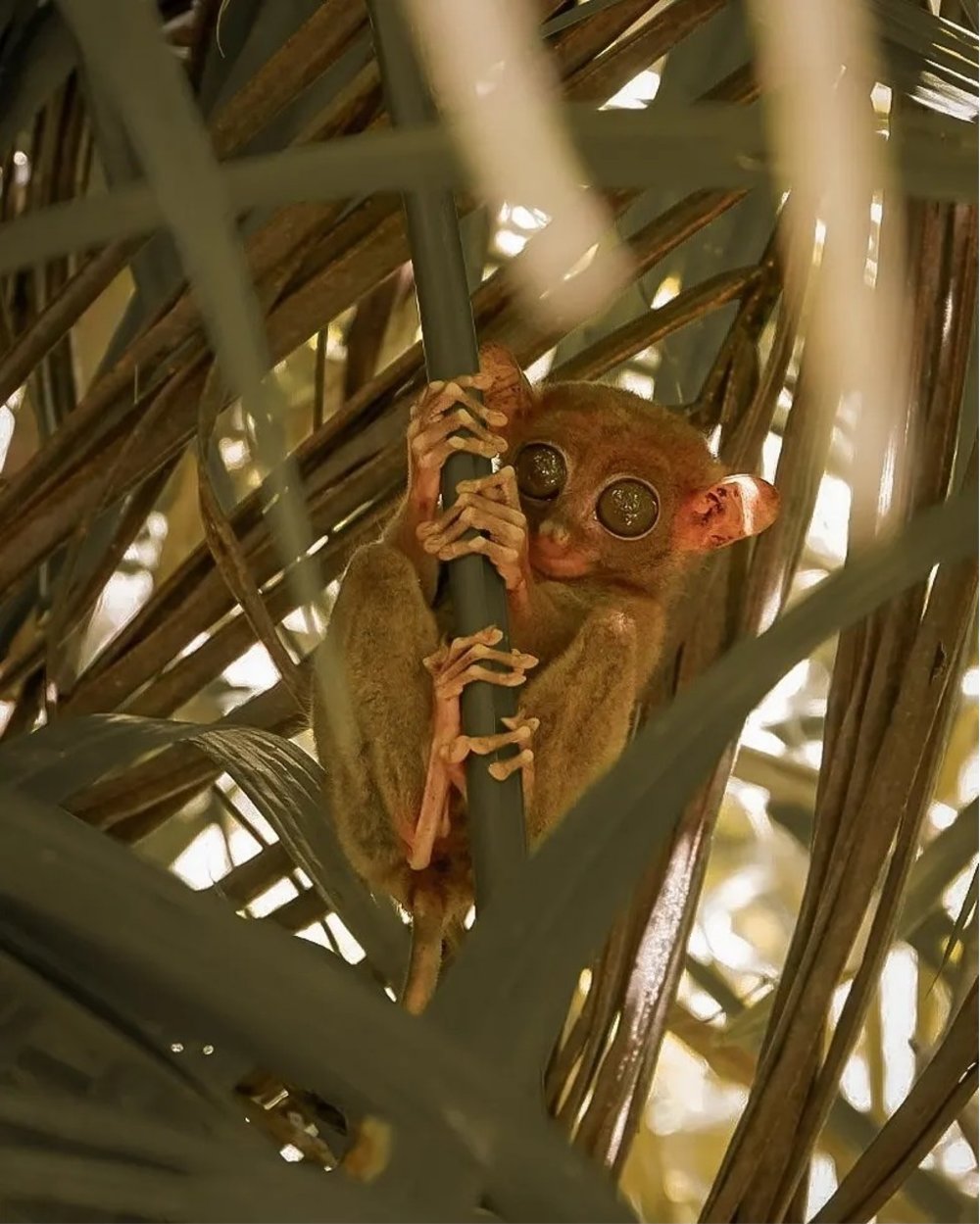 Tarsier hanging in a branch