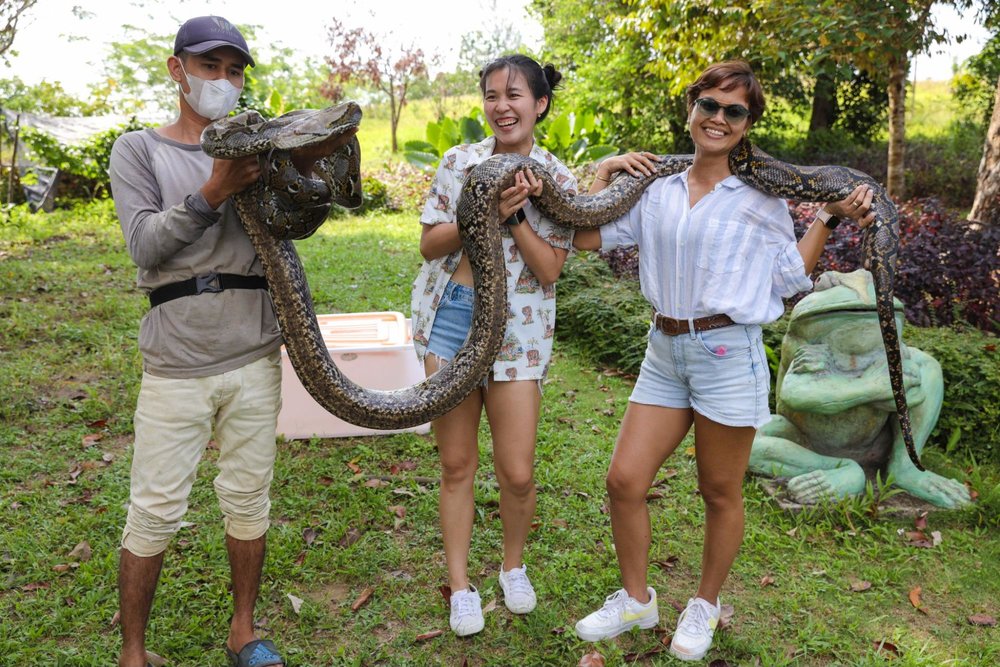 safari lagoi bintan snake