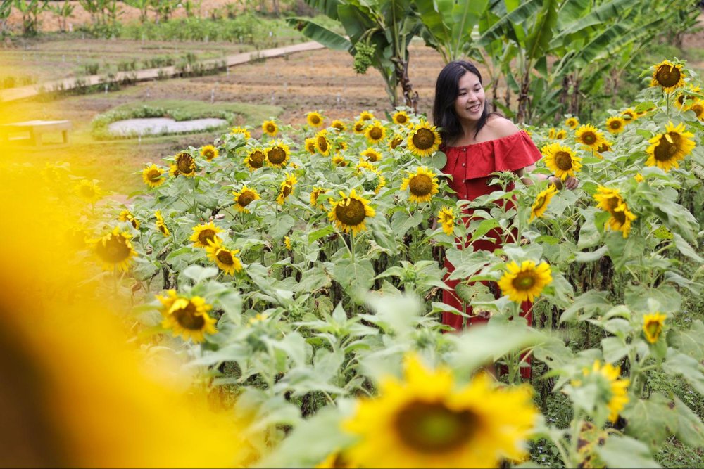 treasure bay bintan organic farm sunflower field