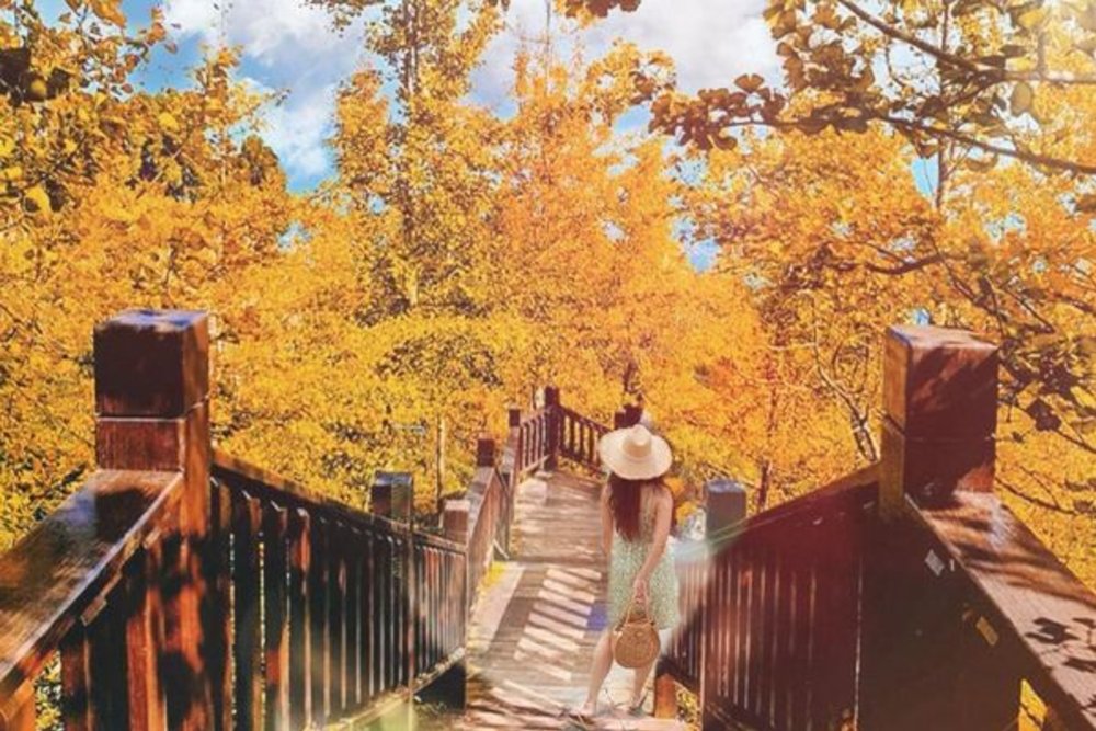 南投景點:大崙山觀光茶園