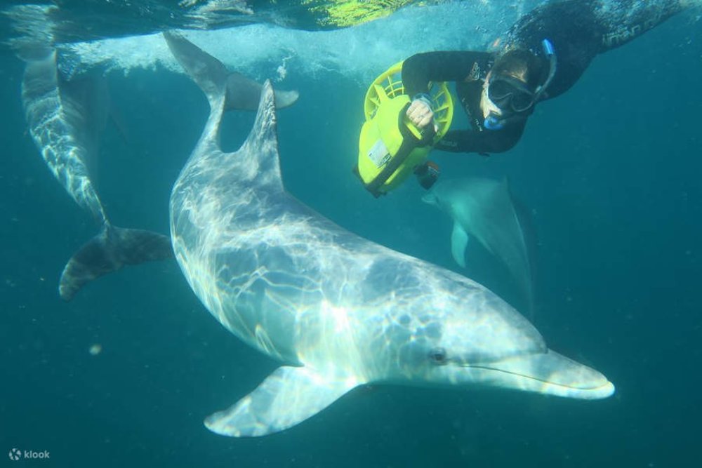 things to do in perth rockingham dolphins