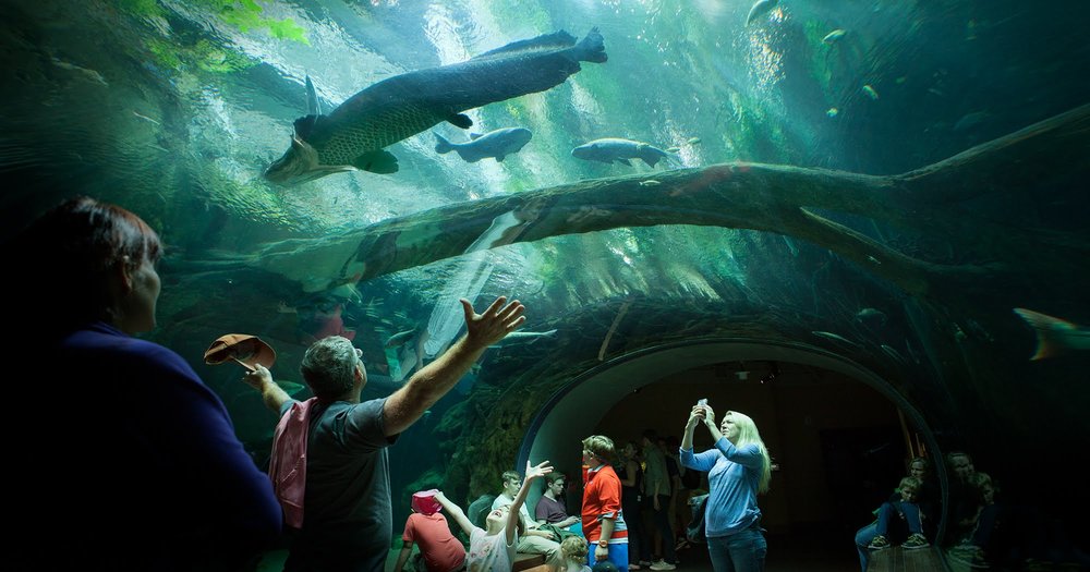 people watching marine animals in the aquarium at california academy of sciences