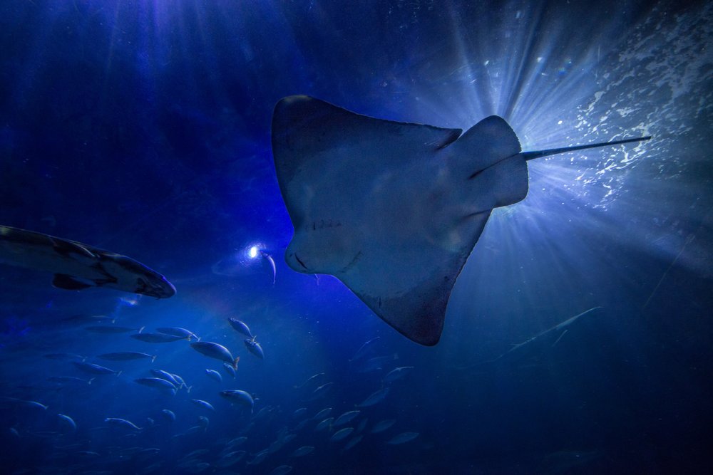 manta ray at Aquarium of the Bay 