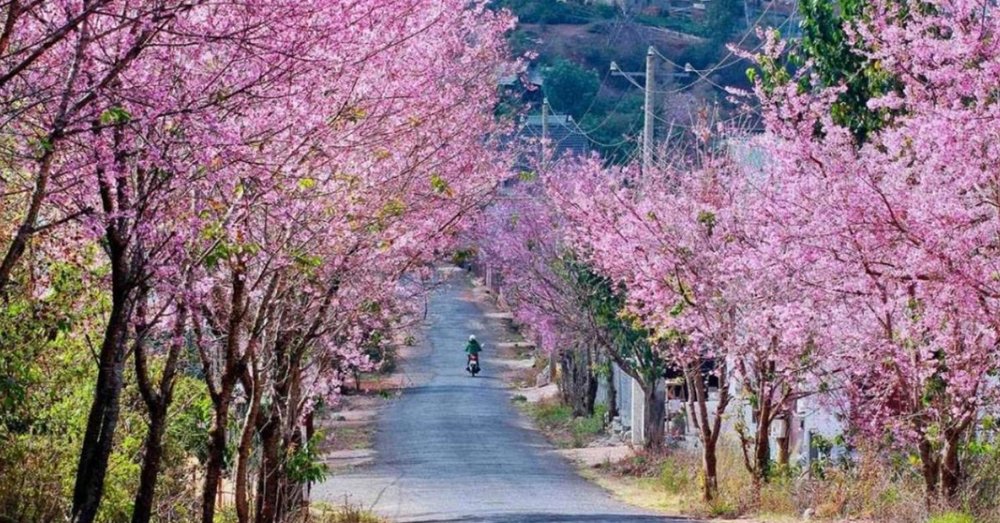 hoa-mai-anh-dao-da-lat
