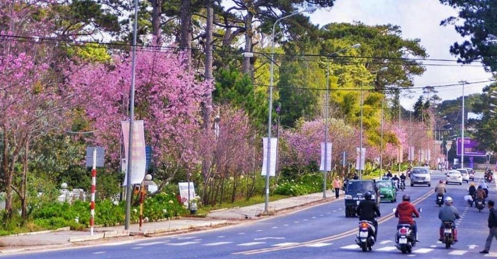 ngam-hoa-anh-dao-da-lat