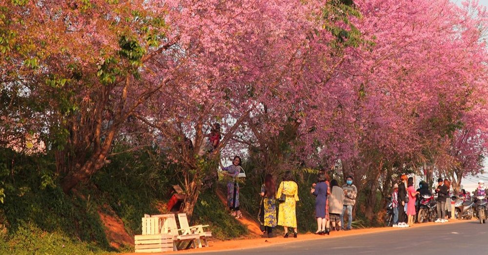 mua-hoa-anh-dao-da-lat