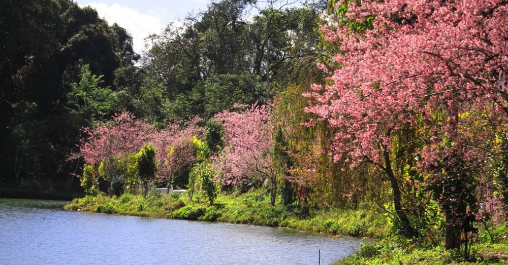 dia-diem-ngam-hoa-mai-anh-dao-da-lat