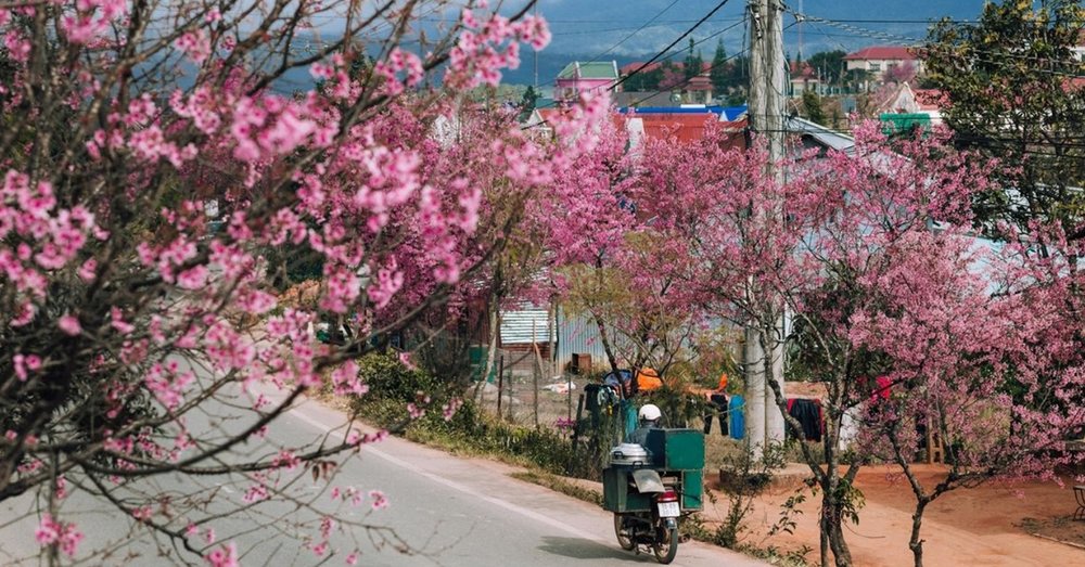dia-diem-ngam-hoa-anh-dao-da-lat