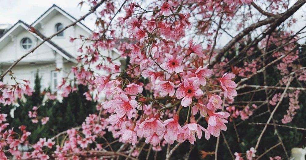 hoa-anh-dao-da-lat
