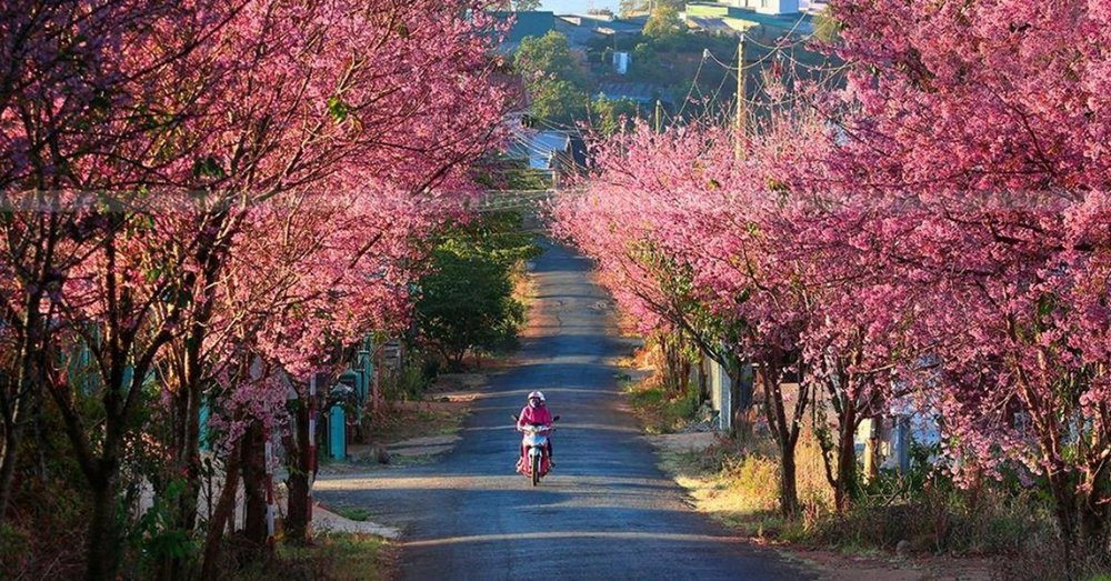 hoa-anh-dao-da-lat