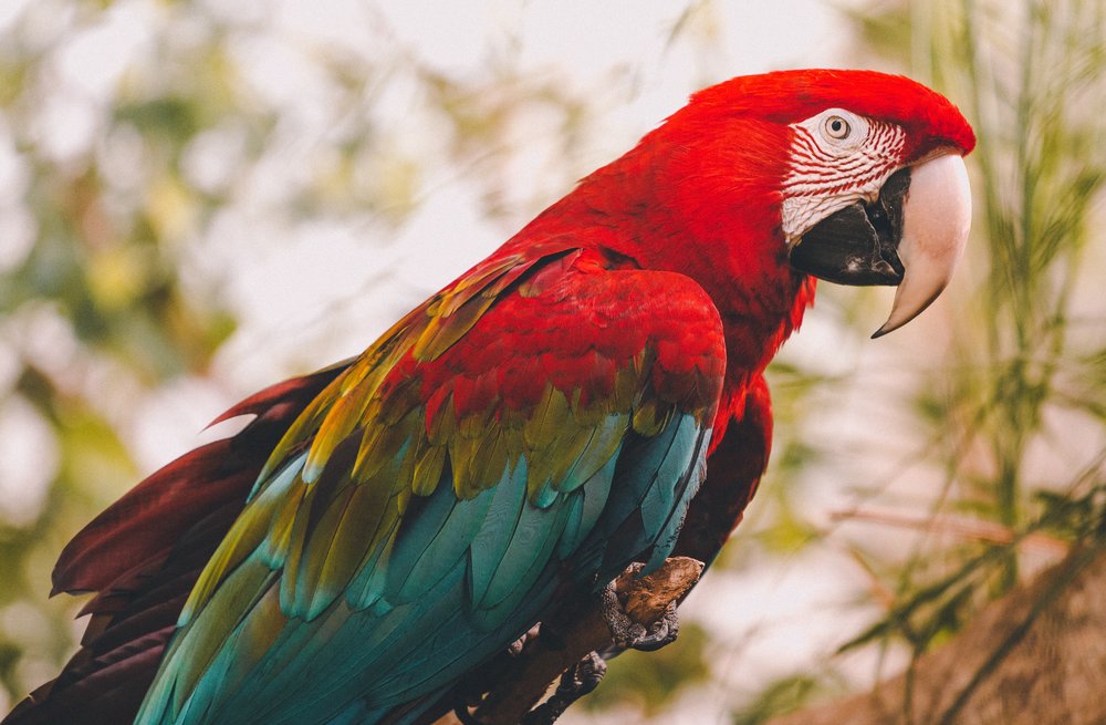 parrot at san francisco zoo