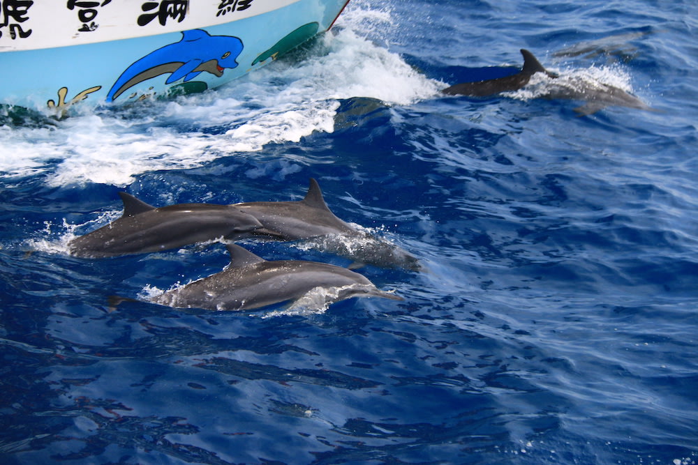 花蓮多羅滿賞鯨