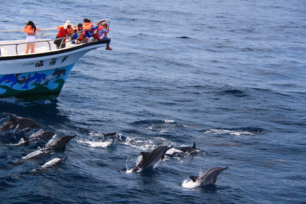 花蓮賞鯨多羅滿號