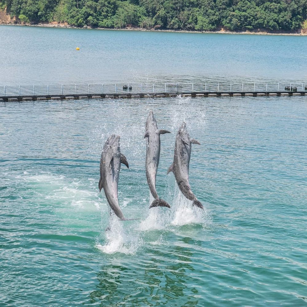 Dolphins showing tricks of jumping in the air