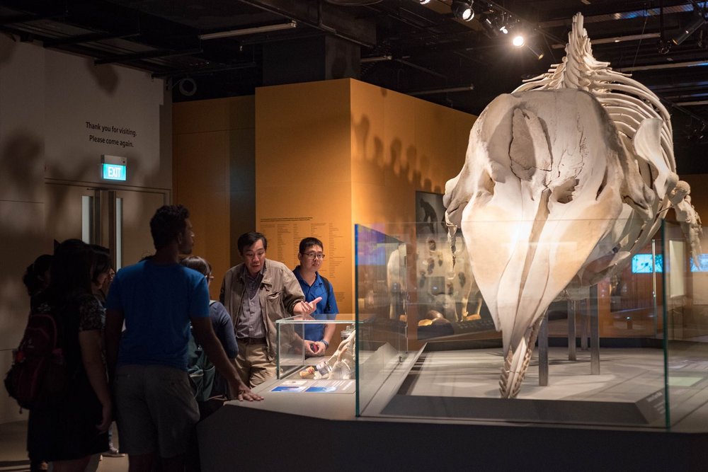Group of tourist in museum listening to a tour guide discussing the skeleton of a giant animal species