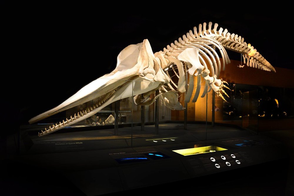 Skeleton of a giant animal species