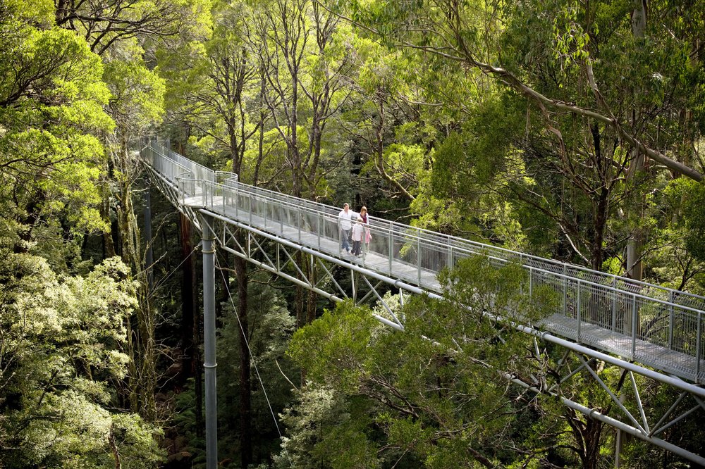 Otway Fly Treetops Walk