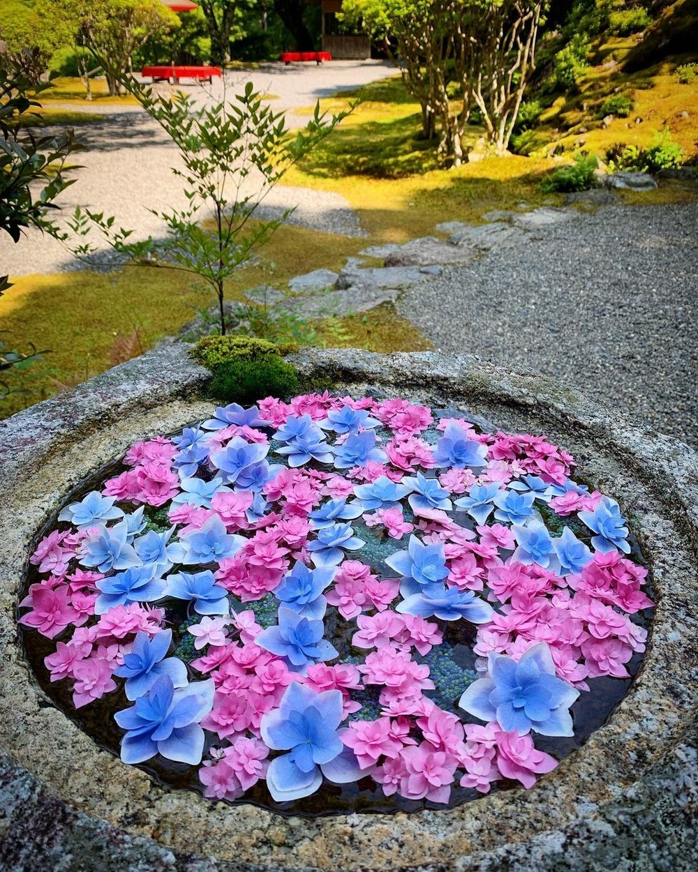 京都自由行｜京都白龍園の花手水
