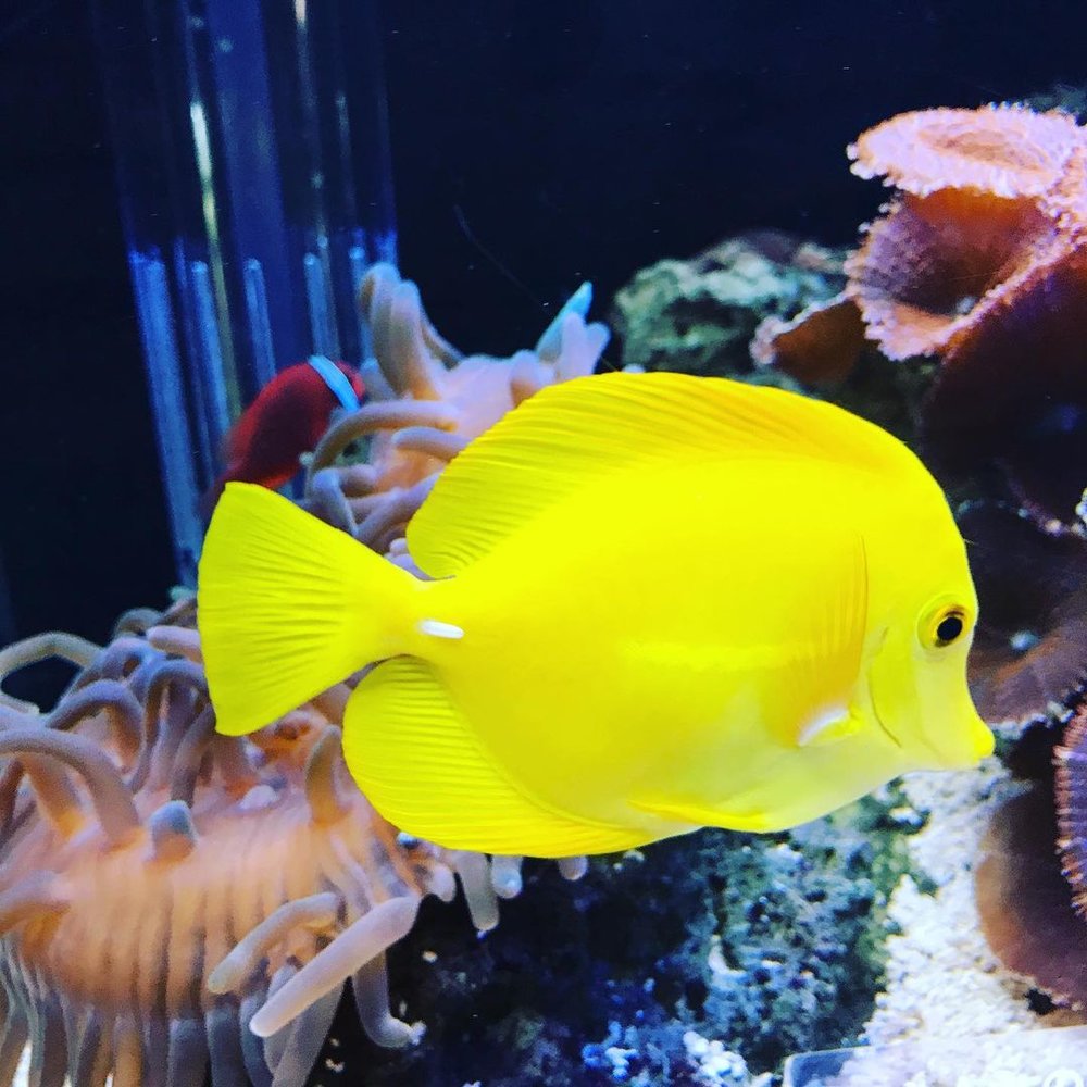 京都水族館の魚