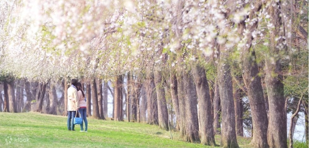Couple in the green field in Nami Island