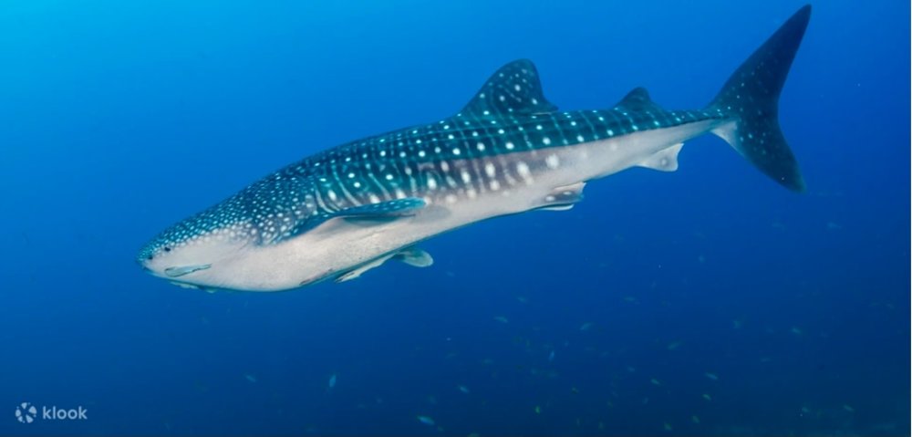 whale shark swimming