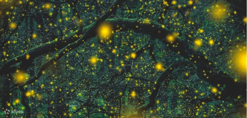 Fireflies lighting the night