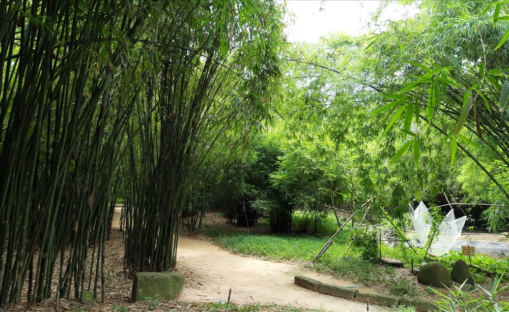 lang-tre-phu-an-binh-duong-3