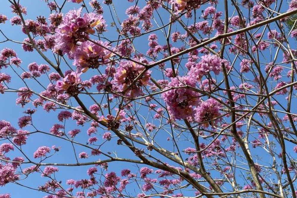 台中親子景點：大木塊生態農園