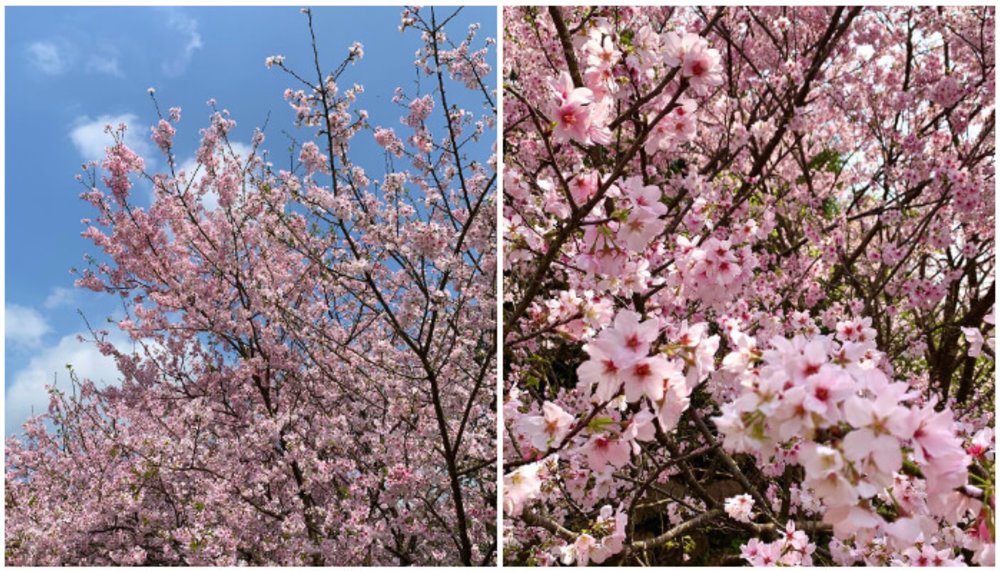 陽明山櫻花季 第二停車場