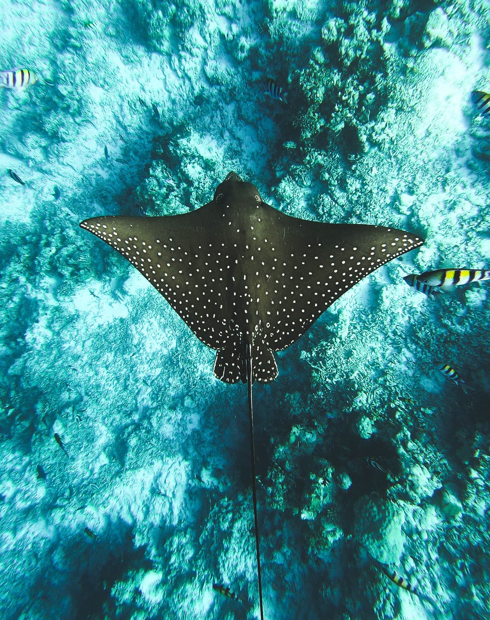 Manta Ray mantabuan island Sabah itinerary