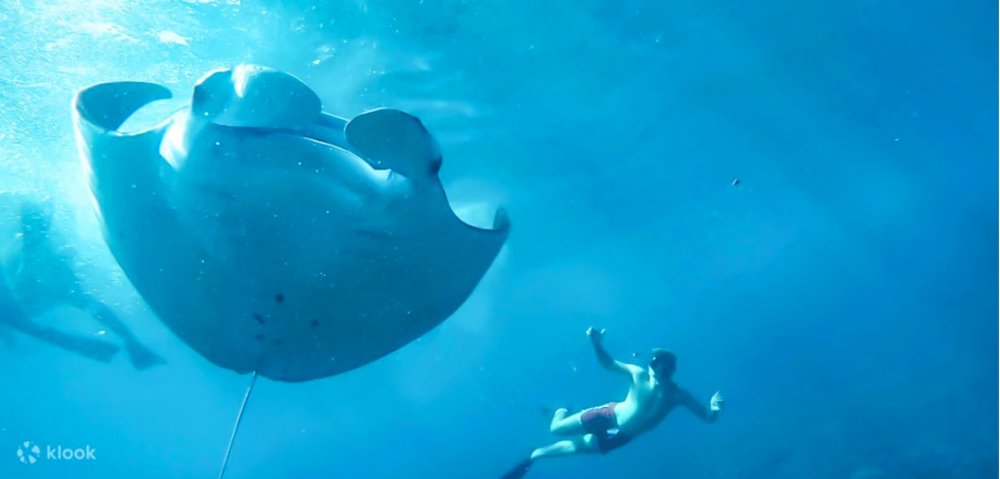 group of diver swimming along with a manta ray