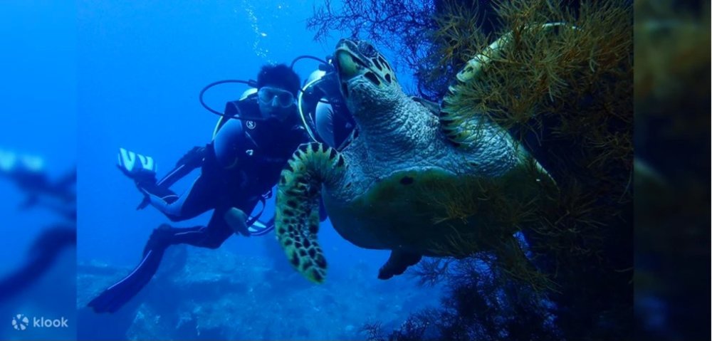 DIver swimming along with a turtle