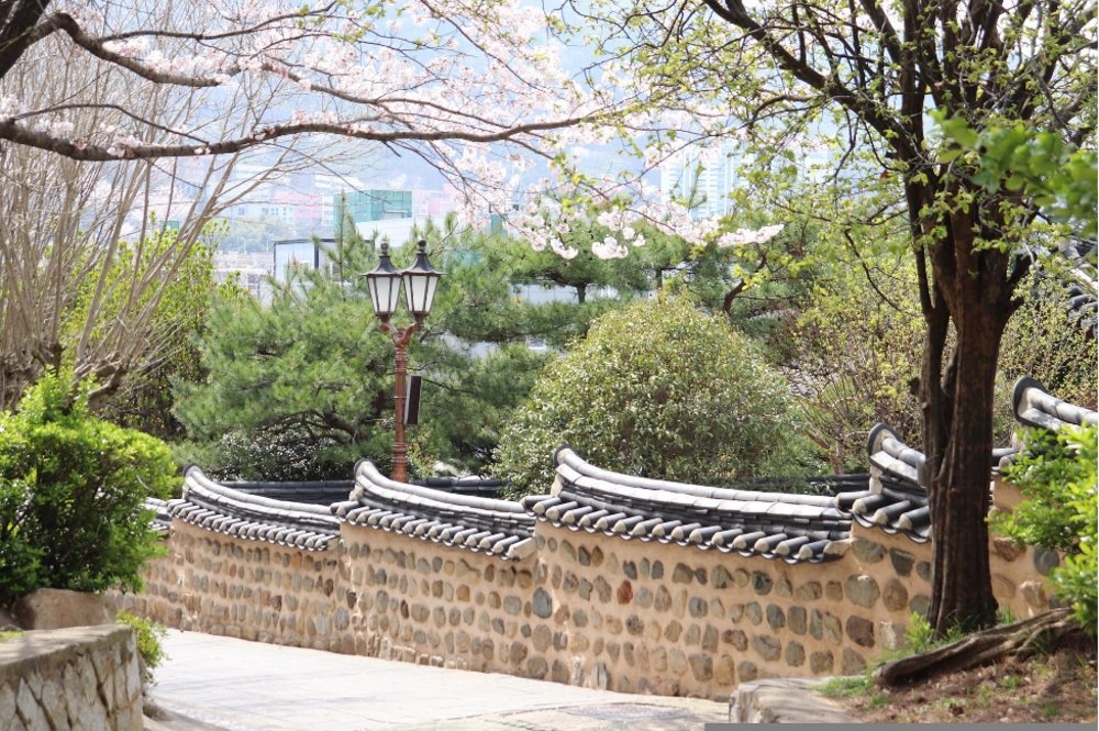 Cherry Blossom in the Park