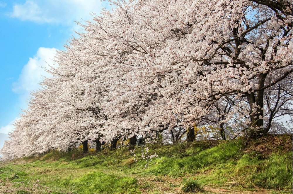 Cherry Blossoms in the park