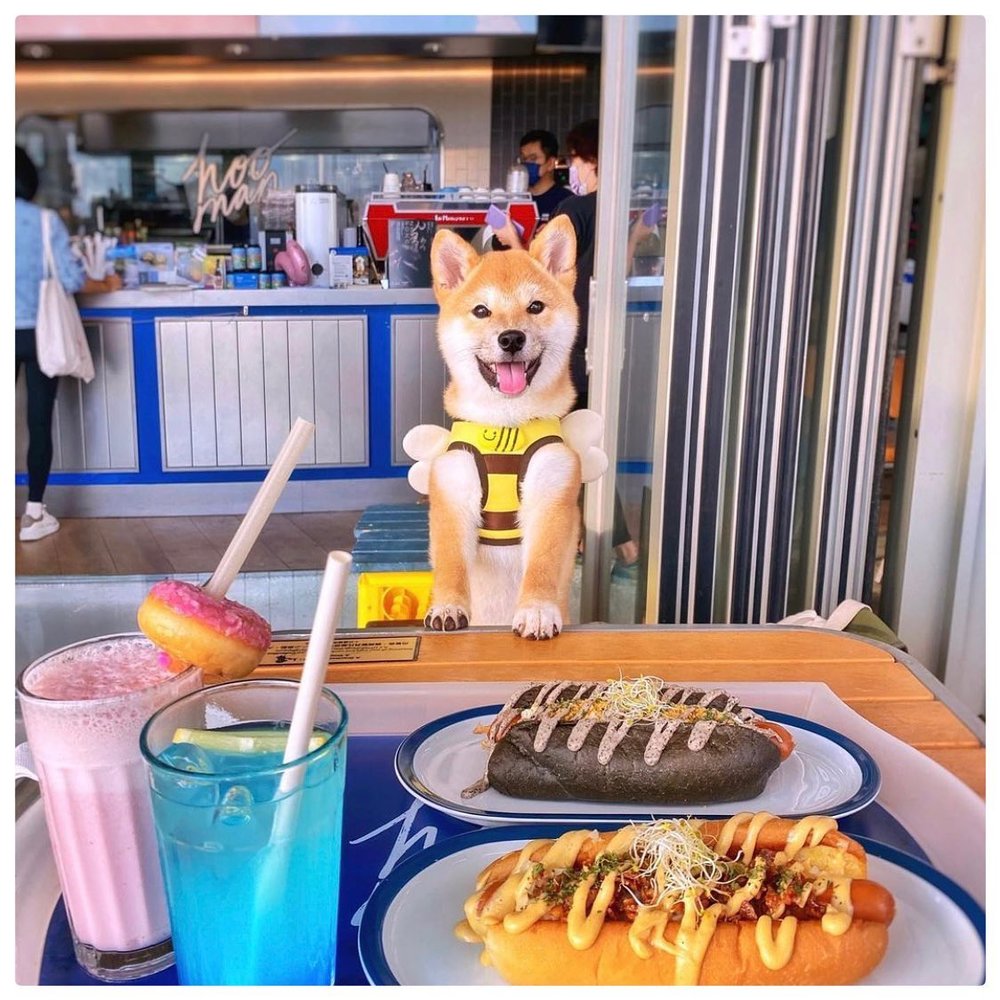 HOOMAN 的食物非常吸引，連小狗都想食！(Instagram @hooman.cafe & potato_mameshiba )