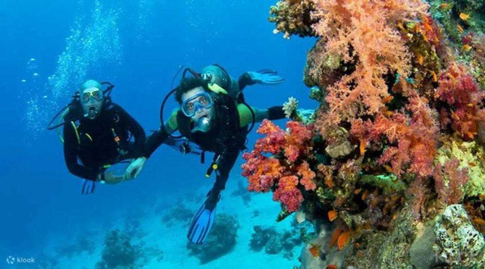 Two divers behind corals