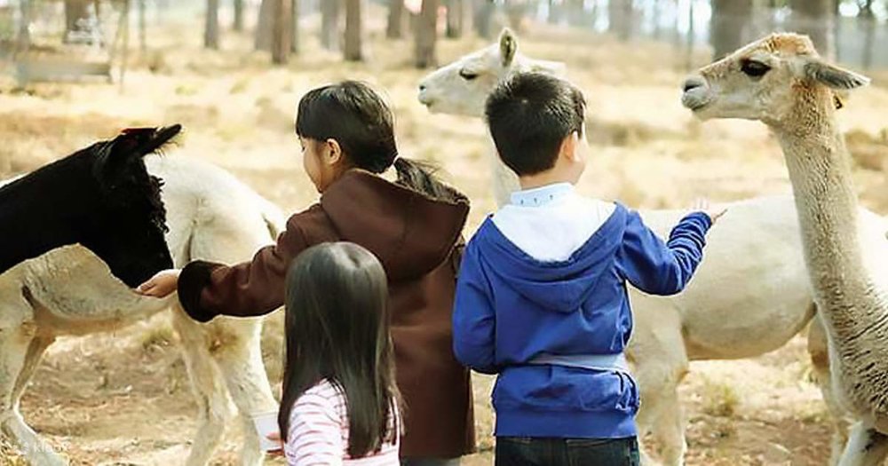 Tự Tay Cho Thú Ăn